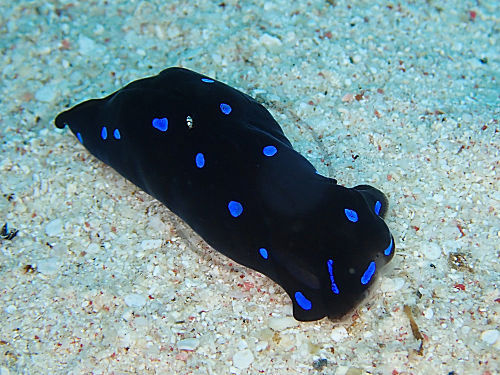 Blau gepunktete Kopfschildschnecke