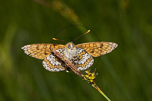 Goldener Scheckenfalter, Skabiosen-Scheckenfalter