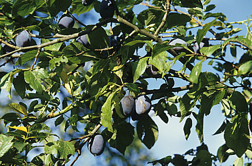 Pflaumen