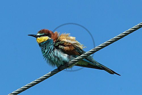 Bienenfresser