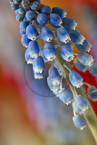 Muscari armeniacum, Armenische Traubenhyazinthe