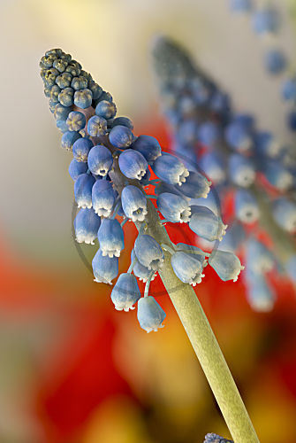 Muscari armeniacum, Armenische Traubenhyazinthe