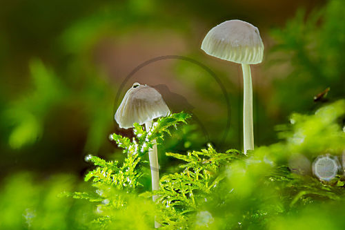Kleine Pilze im Moos
