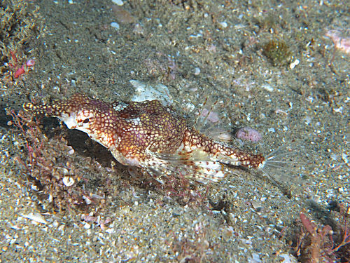 Zwerg-Flügelrossfisch