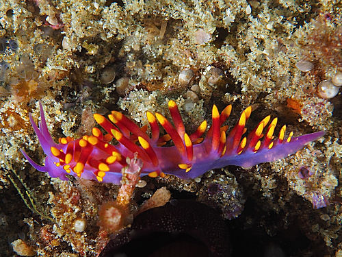 Tropische Gasflamme