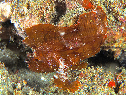 Schaukelfisch