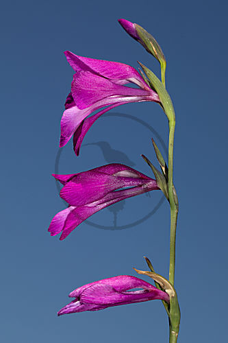 Sumpf-Gladiole