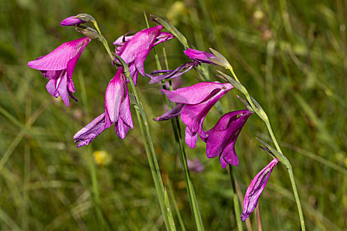Sumpf-Gladiole