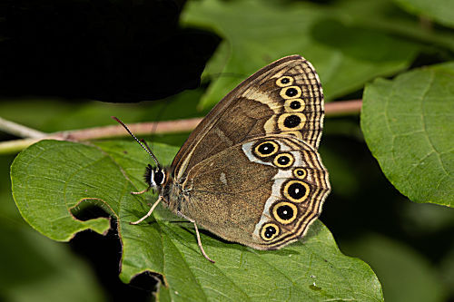 Gelbringfalter
