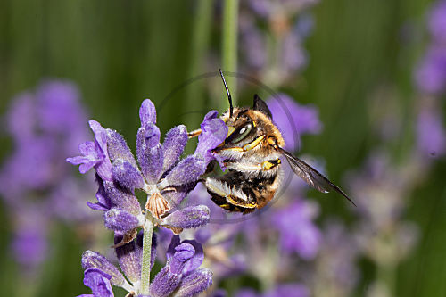 Garten-Wollbiene, Grosse Wollbiene