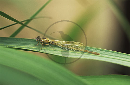 Junge Libelle