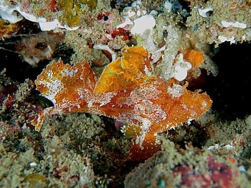 Schaukelfisch