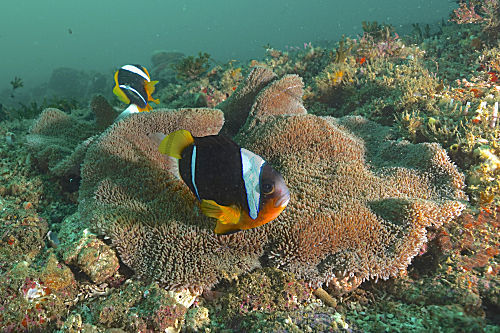 Allards Anemonenfisch