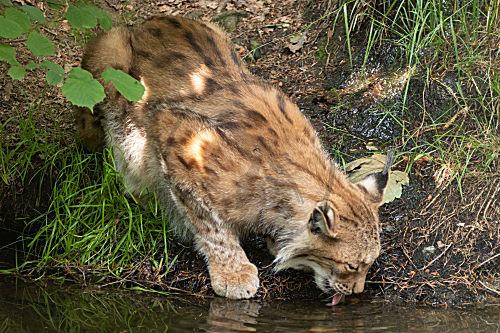 Luchs