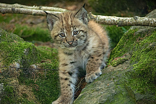 Luchs