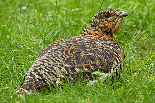 Auerhuhn
