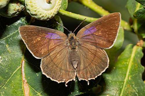 Blauer Eichenzipfelfalter