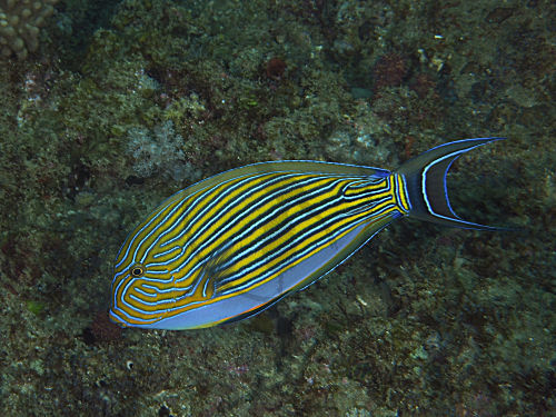 Blaustreifen-Doktorfisch