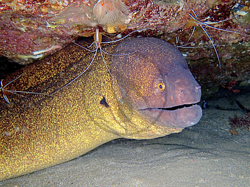 Gelbgefleckte Muräne