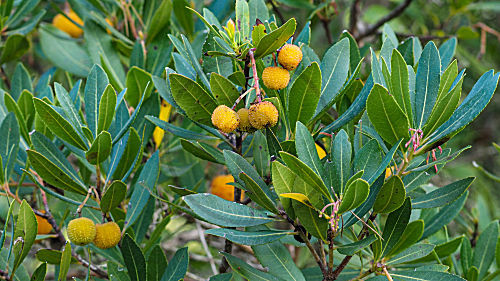Westlicher Erdbeerbaum