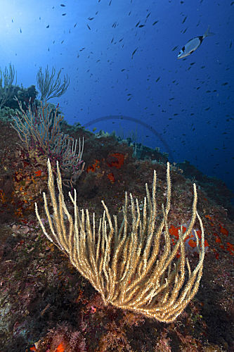 Weiße Gorgonie