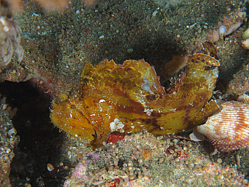 Schaukelfisch
