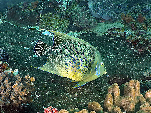 Koran-Kaiserfisch