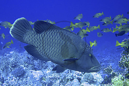 Napoleon-Lippfisch