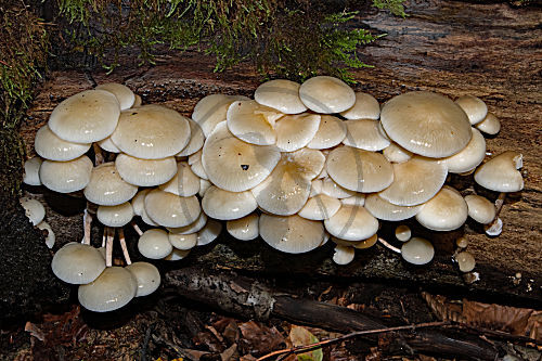 Buchenschleimrübling