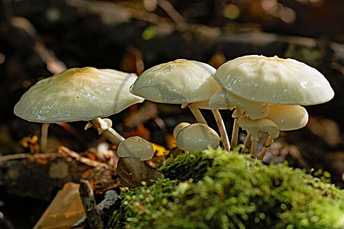 Buchenschleimrübling