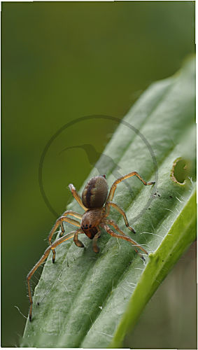 Fischernetzspinne