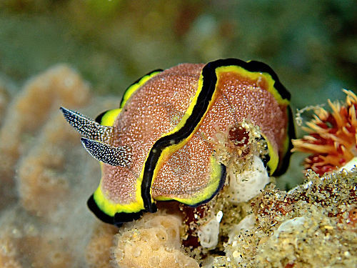 Rotbraune Glossodoris
