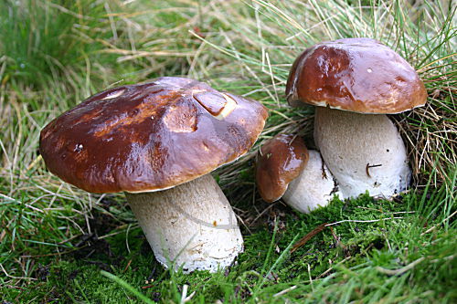 Steinpilz