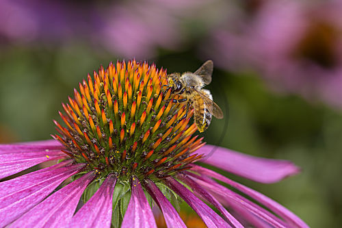Biene - Apis mellifera - bestäubt eine Blüte vom roten Scheinsonnenhut - Echinacea Purpurea