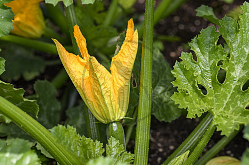 Blühende Zucchini - Cucurbita pepo subsp. pepo