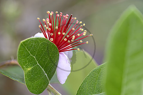 Blüte von - Acca sellowiana - die Brasilianische Guave oder auch Ananas-Guave genannt
