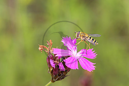 Große Schwebfliege - Syrphus ribesii auf einer Blüte der Kartäusernelke - Dianthus carthusianorum