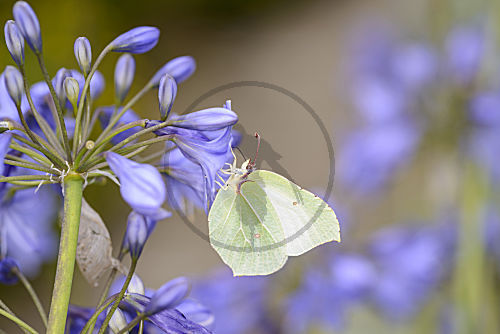 Zitronenfalter - Gonepteryx rhamni saugt mit seinem Rüssel Nektar aus der Blüte einer Blauen Schmucklilie - Agapanthus c