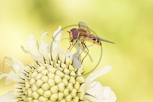 Hainschwebfliege - Episyrphus balteatus auf Gelber Skabiose - Scabiosa ochroleuca. Episyrphus balteatus war 2004 Insekt