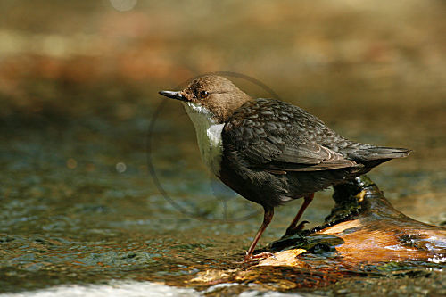 Wasseramsel