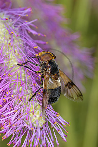 Gemeine Waldschwebfliege - Volucella pellucens - auf Sanguisorba „Scapino“ - Garten-Wiesenknopf