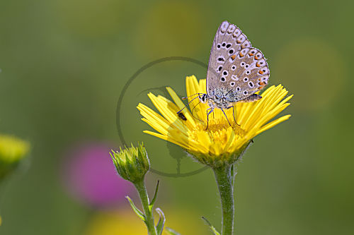 Himmelblauer Bläuling - Polyommatus bellargus - weiblich, auf einer Blüte des Weidenblättrigen Ochsenauge - Buphthalmum