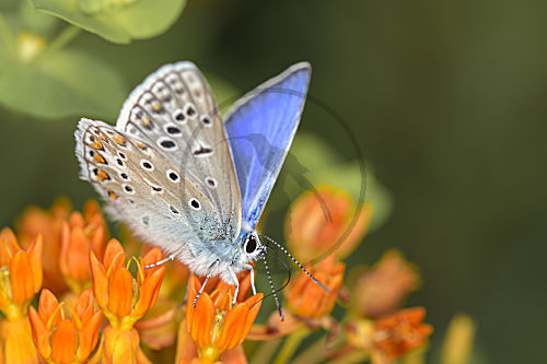 Hauhechel-Bläuling - Polyommatus icarus - auf Knolliger Seidenpflanze - Asclepias tuberosa