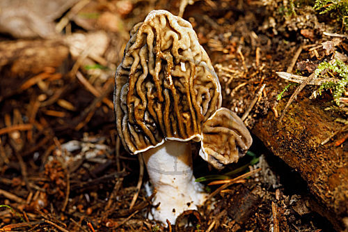 Böhmische Verpel