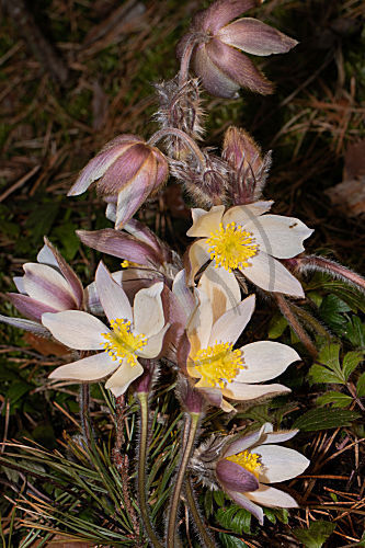 Frühlingsküchenschelle