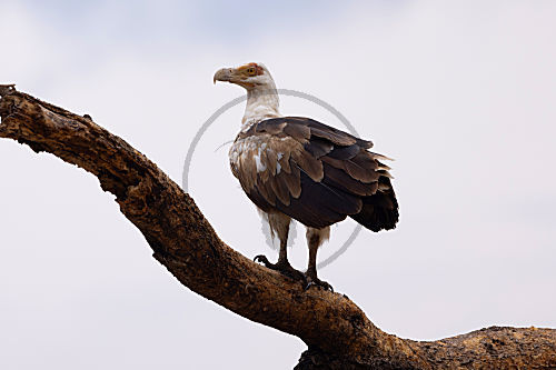 Palmgeier