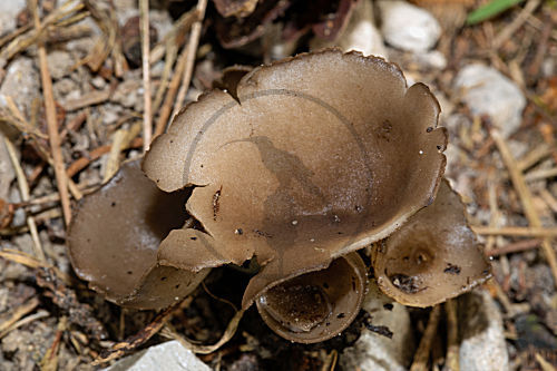 Schwarzweisse Rippen-Becherlorchel