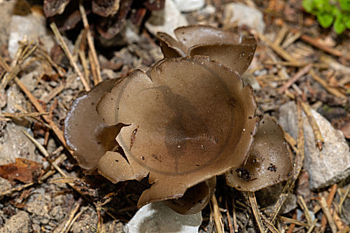 Schwarzweisse Rippen-Becherlorchel