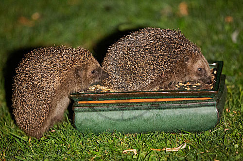 Igel