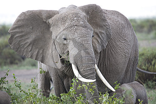 Elefant
